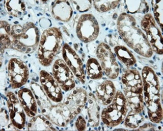 Anti-Endothelial Lipase / LIPG antibody [7C2] used in IHC (Paraffin sections) (IHC-P). GTX84193