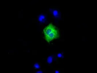 Anti-Endothelial Lipase / LIPG antibody [7C2] used in Immunocytochemistry/ Immunofluorescence (ICC/IF). GTX84193