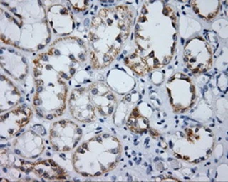 Anti-Endothelial Lipase / LIPG antibody [2A5] used in IHC (Paraffin sections) (IHC-P). GTX84195