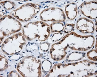 Anti-Endothelial Lipase / LIPG antibody [1B8] used in IHC (Paraffin sections) (IHC-P). GTX84209
