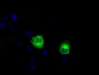 Anti-Endothelial Lipase / LIPG antibody [1B8] used in Immunocytochemistry/ Immunofluorescence (ICC/IF). GTX84209