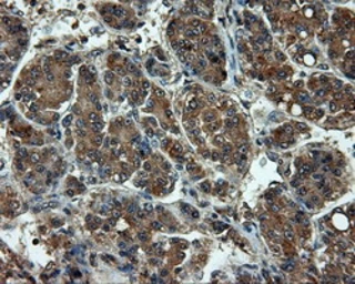 Anti-Endothelial Lipase / LIPG antibody [3G7] used in IHC (Paraffin sections) (IHC-P). GTX84211