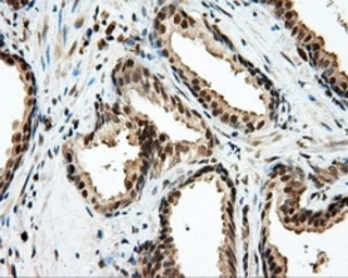 Anti-Endothelial Lipase / LIPG antibody [3G7] used in IHC (Paraffin sections) (IHC-P). GTX84211