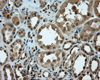 Anti-Endothelial Lipase / LIPG antibody [3G7] used in IHC (Paraffin sections) (IHC-P). GTX84211