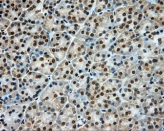 Anti-Endothelial Lipase / LIPG antibody [3G7] used in IHC (Paraffin sections) (IHC-P). GTX84211