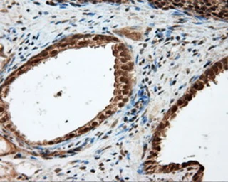 Anti-Endothelial Lipase / LIPG antibody [3G7] used in IHC (Paraffin sections) (IHC-P). GTX84211