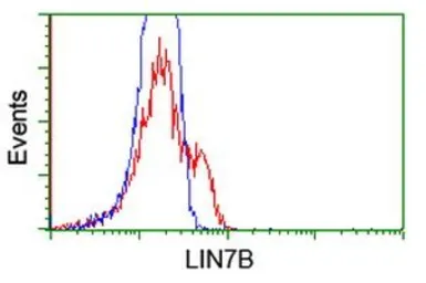 Anti-LIN7B antibody [1F11] used in Flow cytometry (FCM). GTX84218