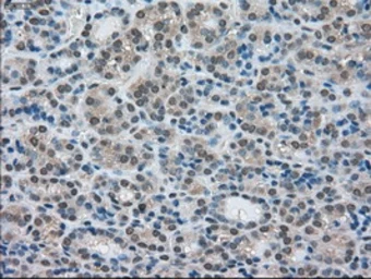 Anti-LDHA antibody [5G10] used in IHC (Paraffin sections) (IHC-P). GTX84226