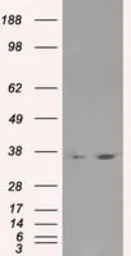 Anti-LDHA antibody [5G10] used in Western Blot (WB). GTX84226