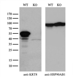 Anti-Cytokeratin 8 antibody [1B9] used in Western Blot (WB). GTX84247