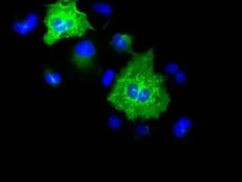 Anti-Cytokeratin 8 antibody [1B9] used in Immunocytochemistry/ Immunofluorescence (ICC/IF). GTX84247