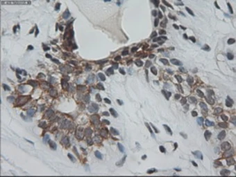 Anti-Cytokeratin 18 antibody [1E1] used in IHC (Paraffin sections) (IHC-P). GTX84256