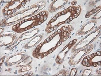 Anti-Cytokeratin 18 antibody [1E1] used in IHC (Paraffin sections) (IHC-P). GTX84256