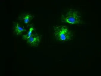 Anti-Cytokeratin 18 antibody [1E1] used in Immunocytochemistry/ Immunofluorescence (ICC/IF). GTX84256