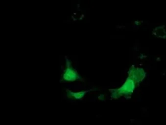Anti-Ketohexokinase antibody [3D1] used in Immunocytochemistry/ Immunofluorescence (ICC/IF). GTX84277