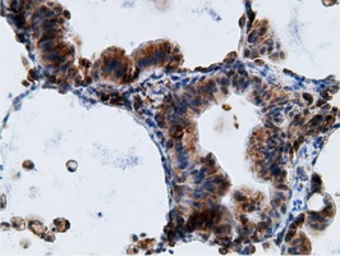 Anti-Ketohexokinase antibody [3D1] used in IHC (Paraffin sections) (IHC-P). GTX84277