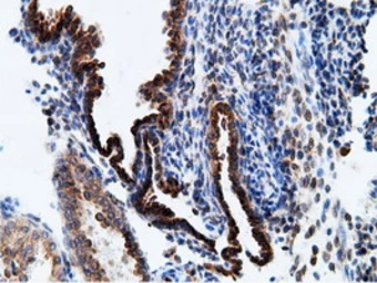 Anti-Ketohexokinase antibody [3D1] used in IHC (Paraffin sections) (IHC-P). GTX84277