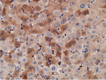 Anti-Ketohexokinase antibody [3D1] used in IHC (Paraffin sections) (IHC-P). GTX84277