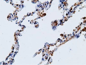 Anti-Ketohexokinase antibody [3D1] used in IHC (Paraffin sections) (IHC-P). GTX84277