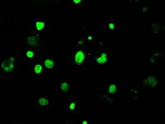 Anti-KDM4C antibody [5B9] used in Immunocytochemistry/ Immunofluorescence (ICC/IF). GTX84280