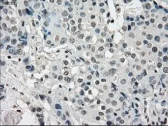 Anti-KDM4C antibody [5B9] used in IHC (Paraffin sections) (IHC-P). GTX84280