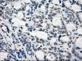 Anti-KDM4C antibody [5B9] used in IHC (Paraffin sections) (IHC-P). GTX84280