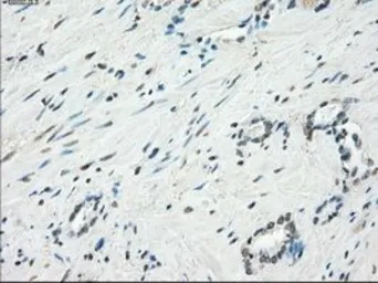 Anti-KDM4C antibody [5B9] used in IHC (Paraffin sections) (IHC-P). GTX84280
