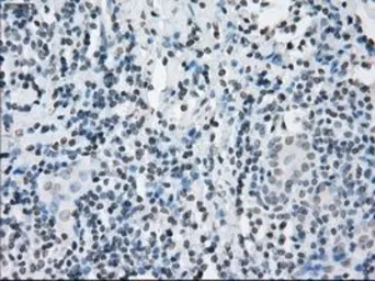 Anti-KDM4C antibody [5B9] used in IHC (Paraffin sections) (IHC-P). GTX84280