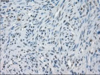 Anti-KDM4C antibody [5B9] used in IHC (Paraffin sections) (IHC-P). GTX84280