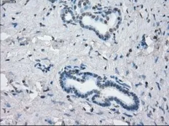 Anti-KDM4C antibody [5B9] used in IHC (Paraffin sections) (IHC-P). GTX84280