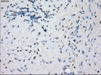 Anti-KDM4C antibody [5B9] used in IHC (Paraffin sections) (IHC-P). GTX84280