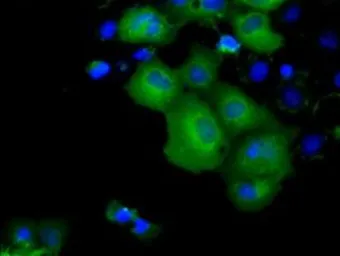 Anti-KCTD5 antibody [3C8] used in Immunocytochemistry/ Immunofluorescence (ICC/IF). GTX84281