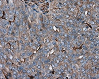 Anti-KCTD5 antibody [3C8] used in IHC (Paraffin sections) (IHC-P). GTX84281