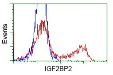 Anti-IGF2BP2 antibody [3G7] used in Flow cytometry (FCM). GTX84303