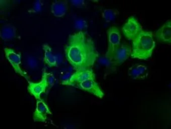 Anti-IGF2BP2 antibody [4F7] used in Immunocytochemistry/ Immunofluorescence (ICC/IF). GTX84309