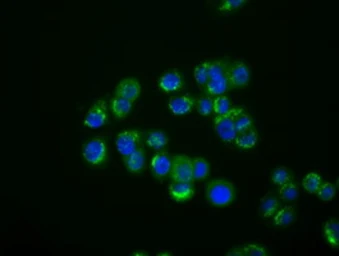 Anti-IFIT1 antibody [3G8] used in Immunocytochemistry/ Immunofluorescence (ICC/IF). GTX84315