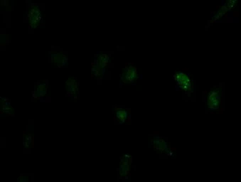 Anti-ID2 antibody [10C3] used in Immunocytochemistry/ Immunofluorescence (ICC/IF). GTX84328