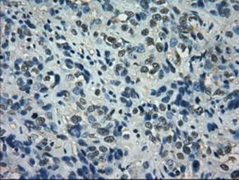 Anti-ID2 antibody [10C3] used in IHC (Paraffin sections) (IHC-P). GTX84328