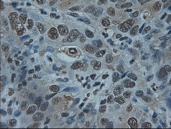 Anti-ID2 antibody [10C3] used in IHC (Paraffin sections) (IHC-P). GTX84328