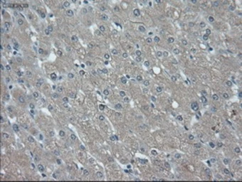 Anti-ID2 antibody [10C3] used in IHC (Paraffin sections) (IHC-P). GTX84328