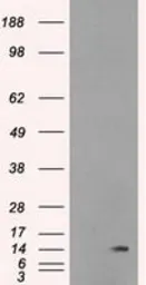 Anti-ID2 antibody [10C3] used in Western Blot (WB). GTX84328