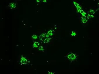 Anti-Grp75 antibody [4A1] used in Immunocytochemistry/ Immunofluorescence (ICC/IF). GTX84330