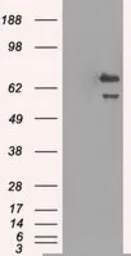 Anti-Grp75 antibody [4A1] used in Western Blot (WB). GTX84330