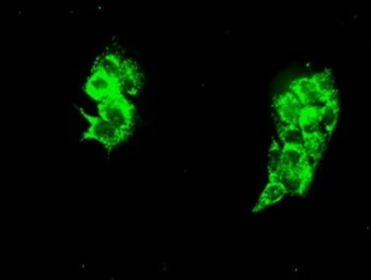 Anti-Grp75 antibody [9F8] used in Immunocytochemistry/ Immunofluorescence (ICC/IF). GTX84331