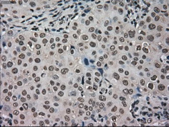 Anti-Grp75 antibody [9F8] used in IHC (Paraffin sections) (IHC-P). GTX84331