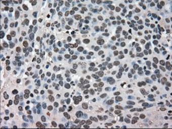 Anti-Grp75 antibody [9F8] used in IHC (Paraffin sections) (IHC-P). GTX84331