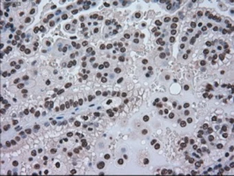 Anti-Grp75 antibody [9F8] used in IHC (Paraffin sections) (IHC-P). GTX84331