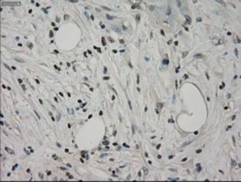 Anti-Grp75 antibody [9F8] used in IHC (Paraffin sections) (IHC-P). GTX84331