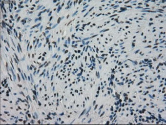 Anti-Grp75 antibody [9F8] used in IHC (Paraffin sections) (IHC-P). GTX84331