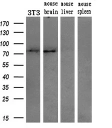Anti-Grp75 antibody [9F8] used in Western Blot (WB). GTX84331